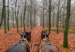 Mistige winterrit, diepe stilte in de bossen